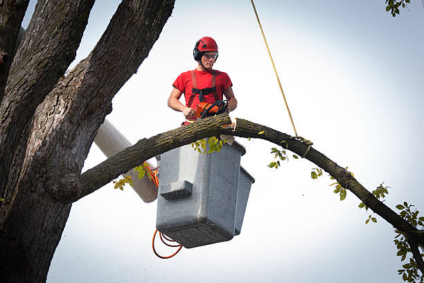 The Steps Involved in Our Tree Care Process in Claryville, KY